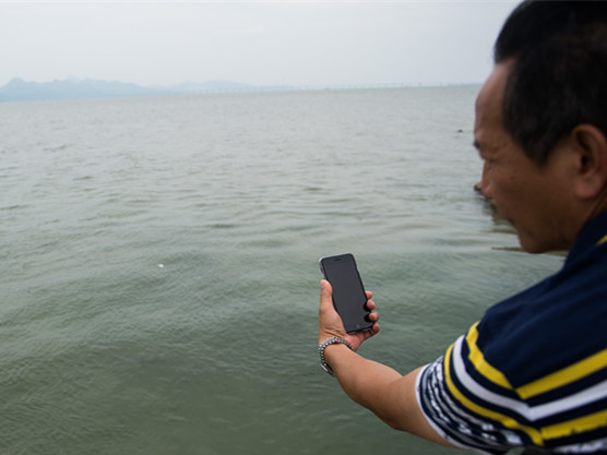 深圳湾现鱼群游弋景观 背后的真相竟是……