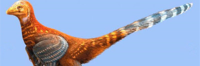 东北发现新型有羽恐龙化石 体态似鸟类