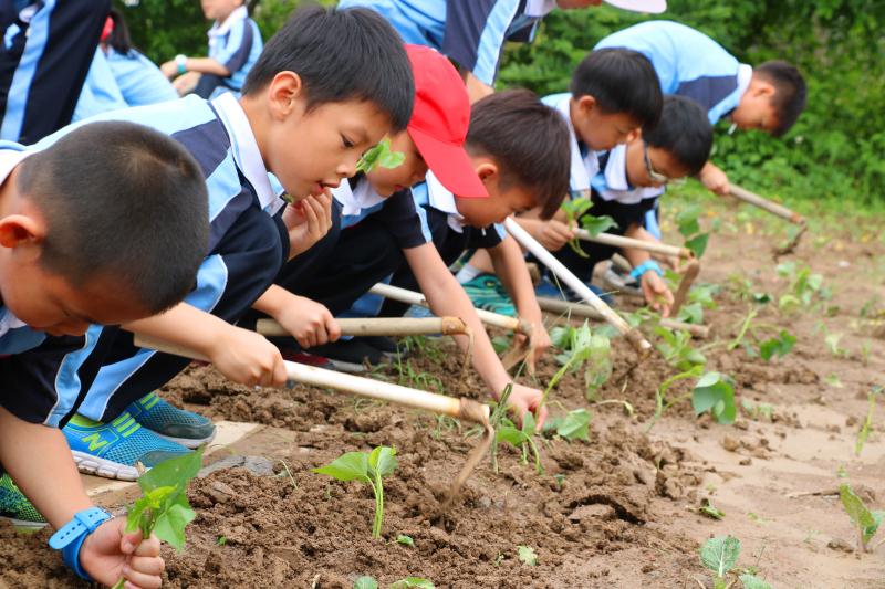 东莞麻涌小学生体验劳动快乐