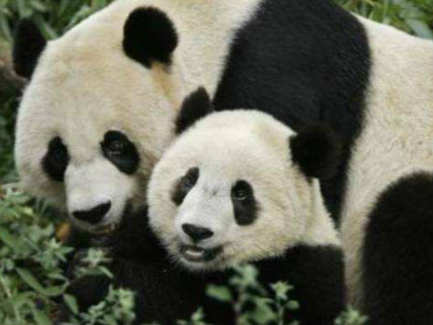 挨饿电击、骨肉分离…中国熊猫在美国被虐待?
