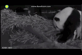 109.gif