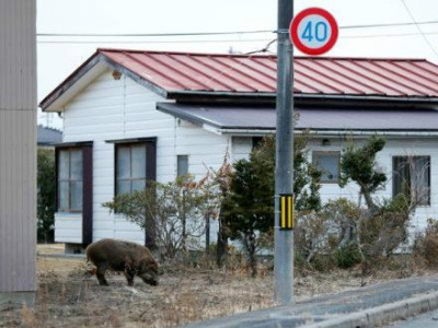 日本长野车站前发生野猪伤人事件 引发民众恐慌  