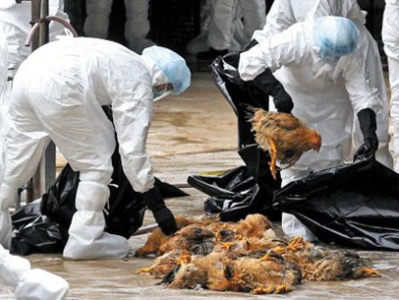 台北家禽市场现禽流感疫情