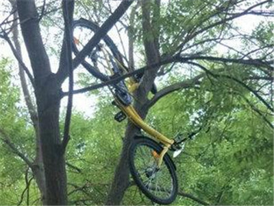 北京一辆共享单车竟“上树”了！工作人员爬树“解救”