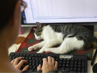 公司允许“猫咪鼓励师”陪员工上班 领养还可享津贴