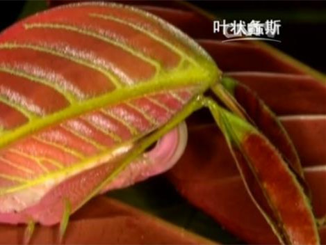 2016十大奇特新物种出炉 还有一种会流血的植物