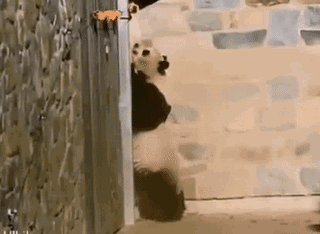 113.gif