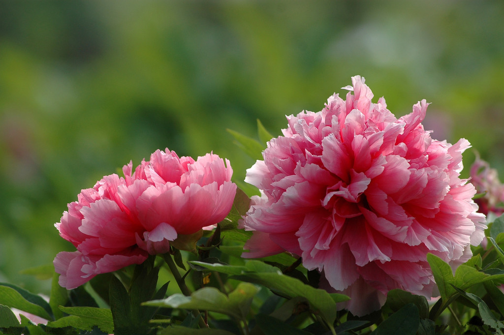   这9种美丽的花儿 泡茶入菜也养生