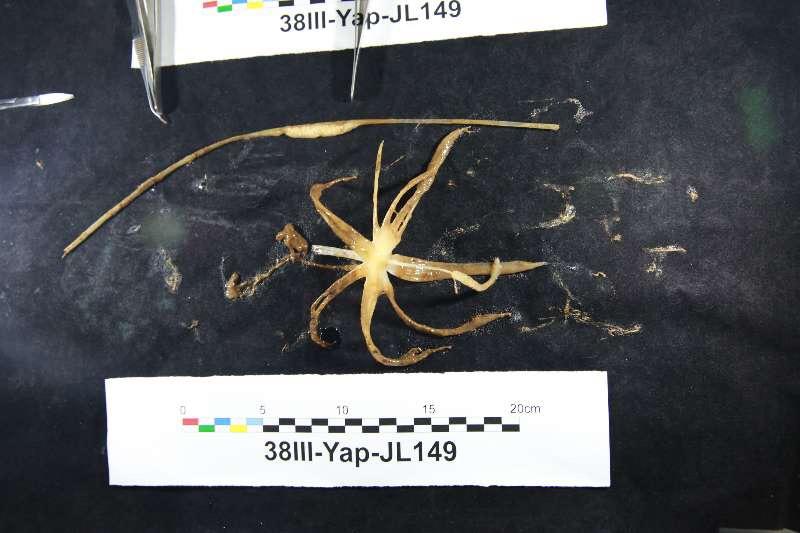 “蛟龙”号又采集大量海底生物样品 含未知物种1只