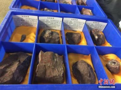 重庆发现世界级恐龙化石墙 “群龙”因何沉睡于此