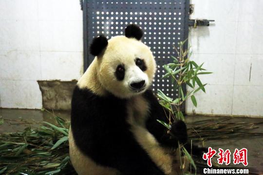 高龄大熊猫“苏苏”因病在成都去世相当于百岁老人