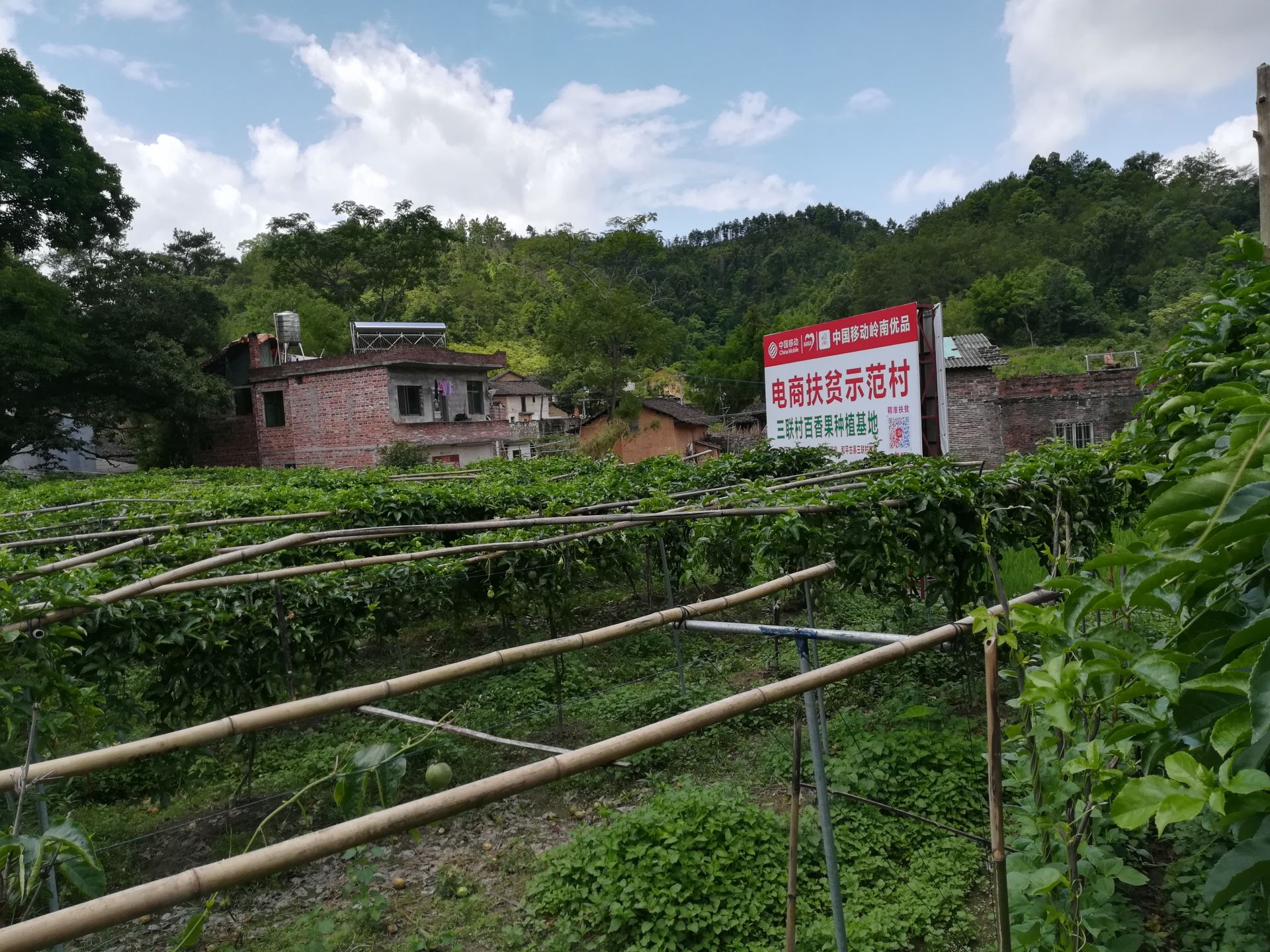 种水果也搞直播！河源“互联网＋扶贫”搞出新意思