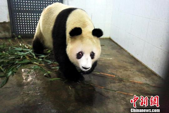 大熊猫“苏苏”生前图片资料。　钟欣 摄