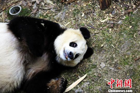大熊猫“苏苏”生前图片资料。　钟欣 摄