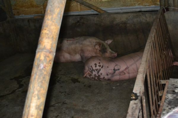 令人作呕！东莞生猪私宰窝点终被端