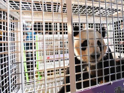 旅日大熊猫三兄妹荣耀归来 日本大熊猫粉丝也跟来了