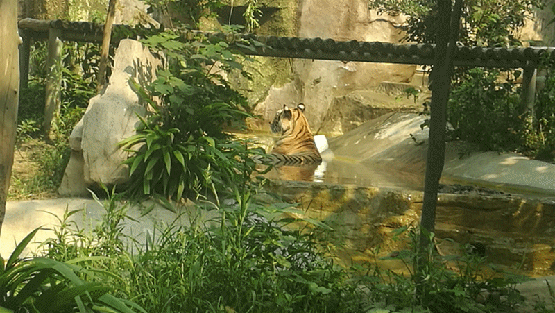热得忍不住咋办？快看熊猫咋避暑