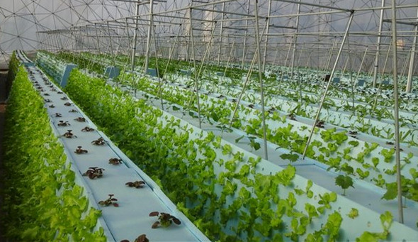 用电和海水来种菜？这个“植物工厂”有高招