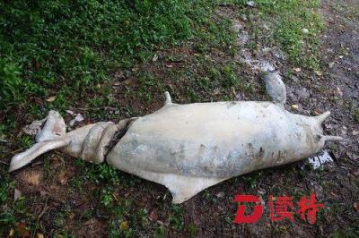 澳门路环发现中华白海豚尸体
