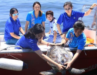香港将这些海龟放回大海，还装上了卫星追踪仪
