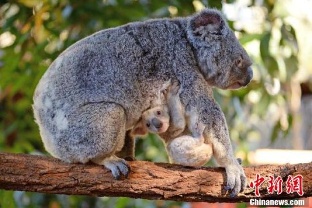 这只超萌的白色考拉是雌性,它的母亲是澳大利亚布里斯班动物园的考拉