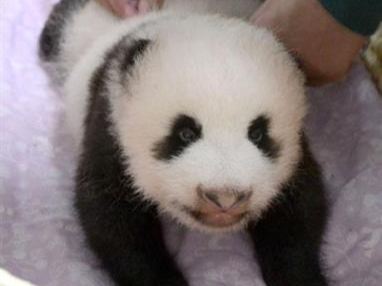 创记录！旅日大熊猫幼崽征名应征超过32万份 