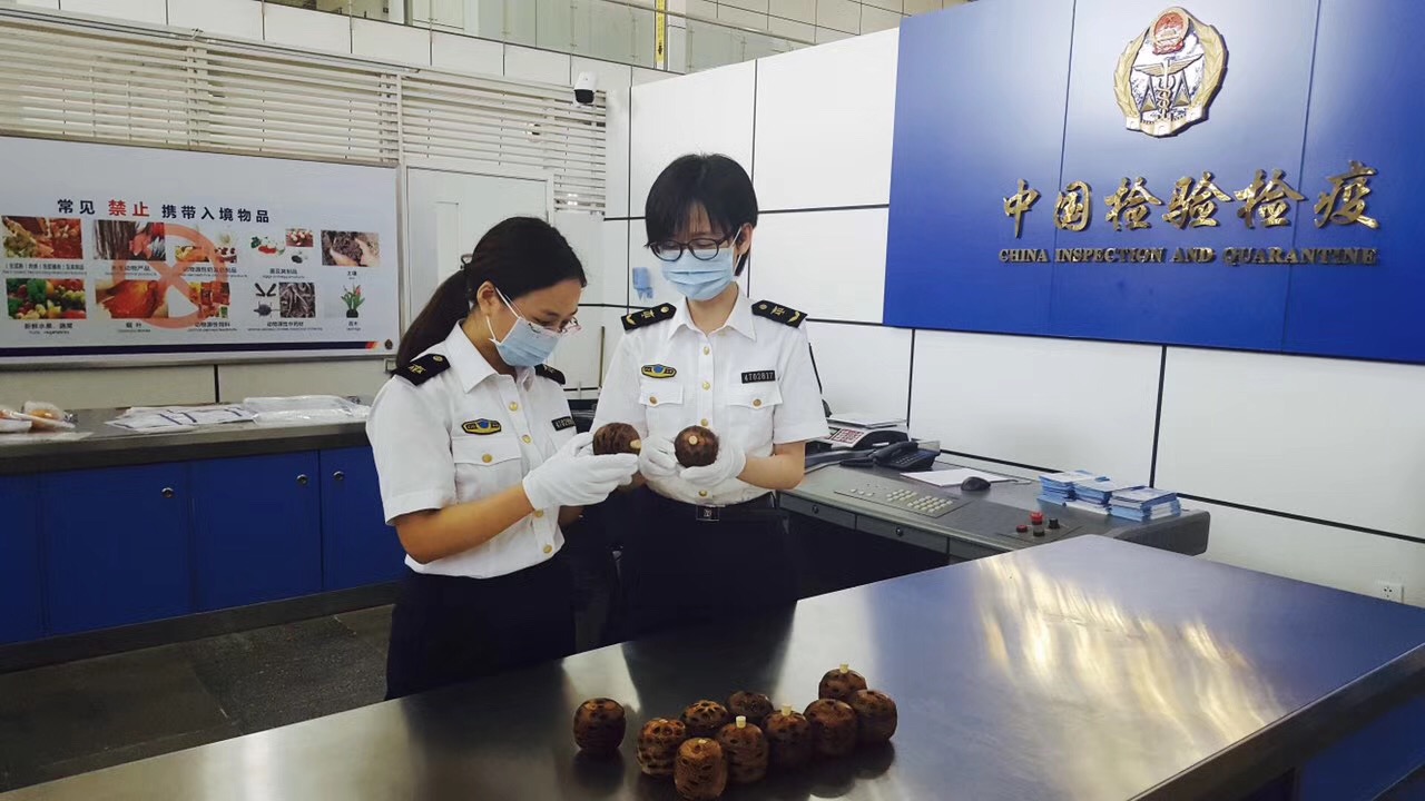 山龙眼香薰座是什么？口岸截获12个