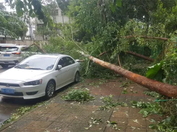 新闻路上说说说丨那些被台风撂倒的树，现在在哪里？