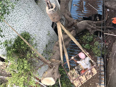 台风“玛娃”刮倒40多年榕树，社区调来2台吊车处置险情