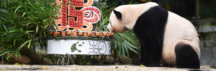 “海归”秋浜，15岁生日快乐！
