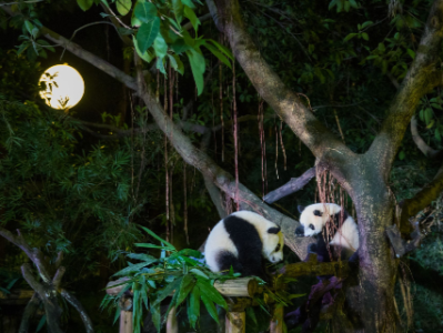在这里与大熊猫一起过夜，你睡得着吗？