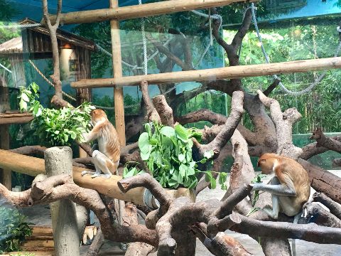 比熊猫还稀有！丑丑的大鼻猴首次亮相中国