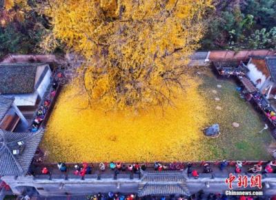 西安一棵千年古银杏树成“网红” 参观需预约