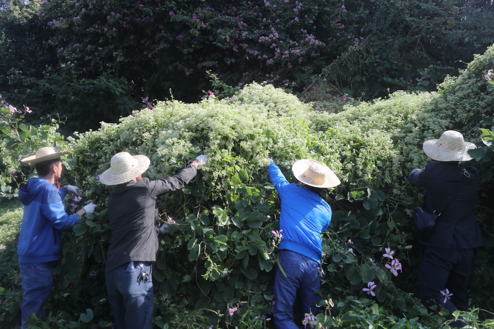 清除植物杀手深圳市开展薇甘菊清理行动