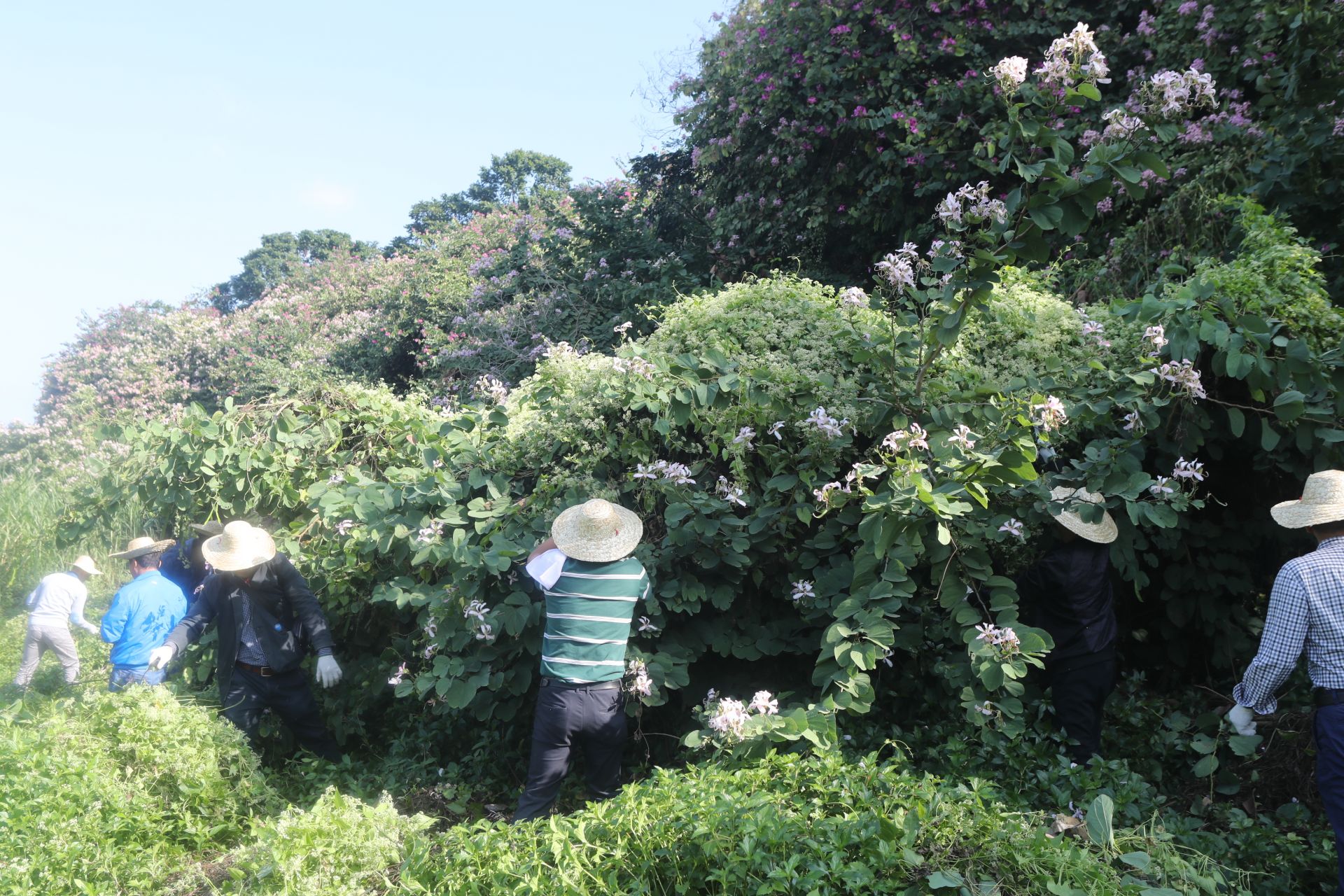 清除植物杀手深圳市开展薇甘菊清理行动