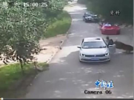 八达岭老虎伤人案今日开庭 当事人：索赔并非讹诈
