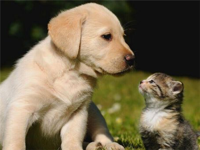 猫和狗究竟谁更聪明？看看科学研究怎么说