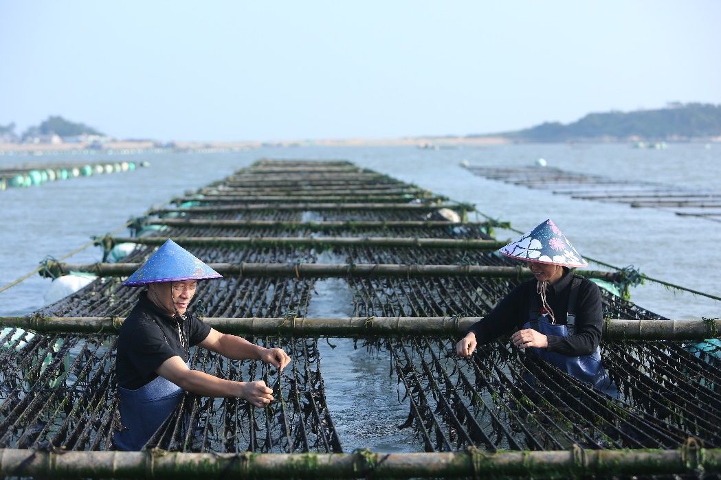 吃了这么多年紫菜，你知道紫菜还分“水”吗？