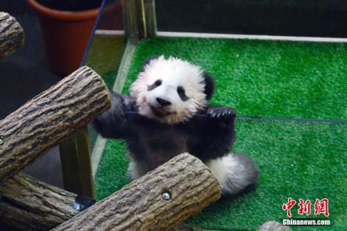 旅法熊猫幼仔获名“圆梦” 马克龙夫人出席命名仪式