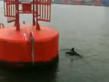 中华白海豚群现身深圳西部海域