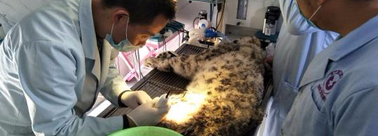 青海首例雪豹断骨复位手术成功