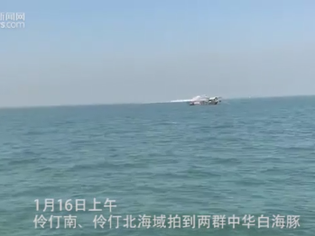 深圳海域又现中华白海豚！这回好像是“一家子”！