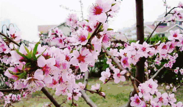 2018广东各市迎春花市时间、地点出炉~深圳有这些地方