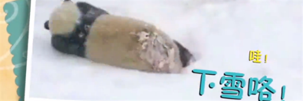 下雪啦！大熊猫宝宝滚滚滚~