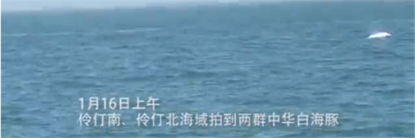 深圳海域又现中华白海豚！这回好像还是“一家子”！