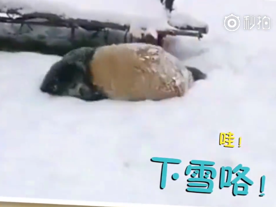 下雪啦！大熊猫宝宝滚滚滚~