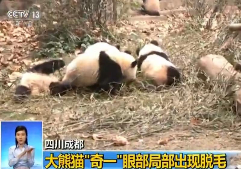 心疼！8只大熊猫集体眼圈“掉色” ，原因还未查明