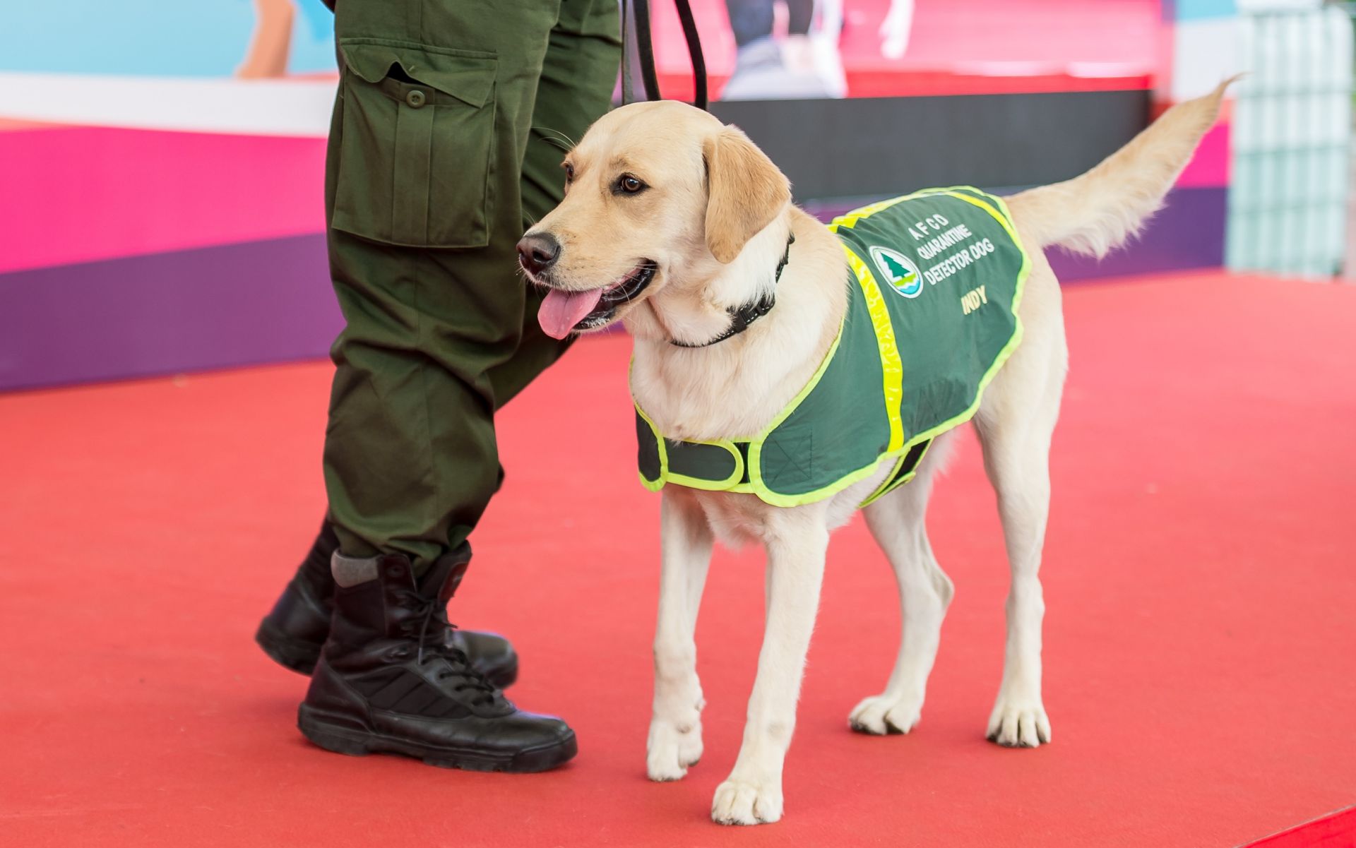 爱犬人士不用花钱去买宠物 香港将举办狗狗领养嘉年华