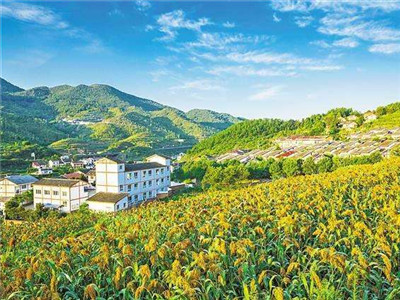 实施乡村振兴战略 加快农业农村现代化