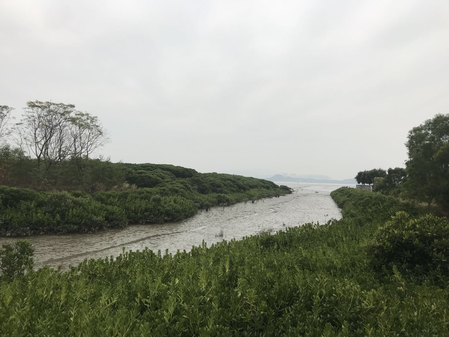 又一个重磅地标落户深圳，深圳将建中国红树林博物馆！